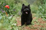 CAIRN TERRIER 593